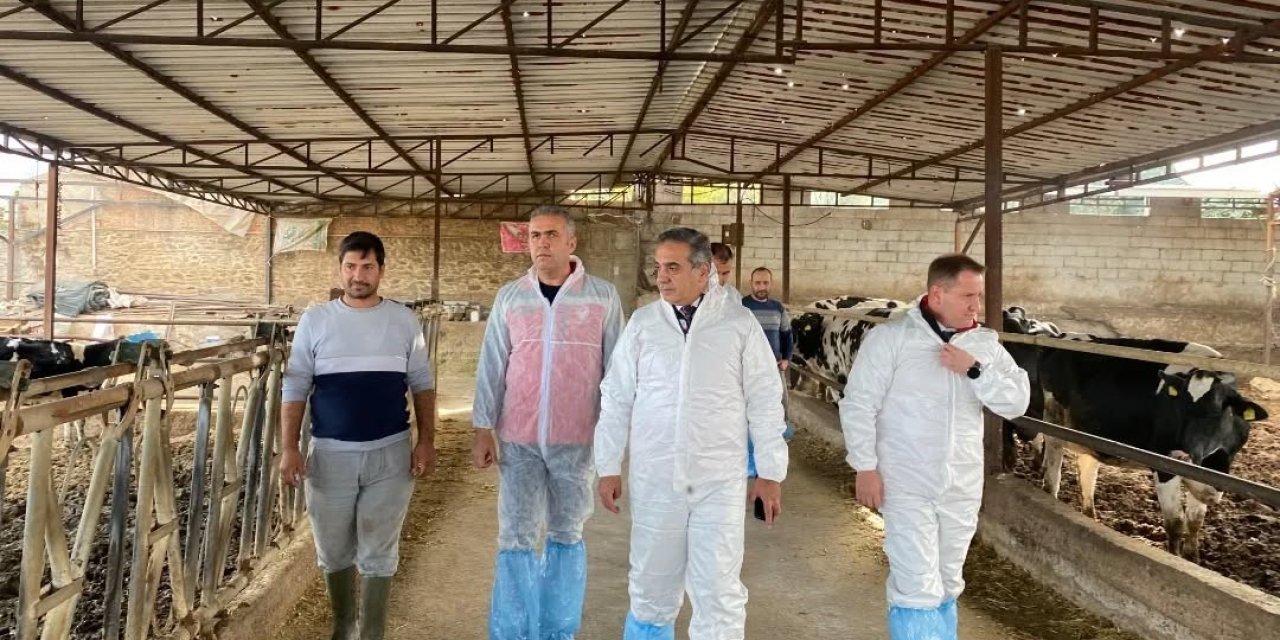 Aydın’da şap hastalığına karşı 565 bin 687 doz aşı uygulandı