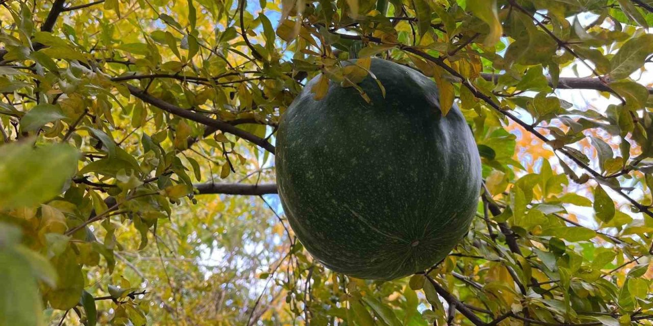 Bahçeye ektiği kabak, nar ağacının tepesinde meyve verdi