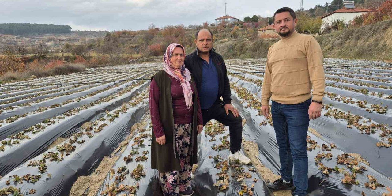 Çilek üreticilerinin tarlada hummalı çalışması devam ediyor