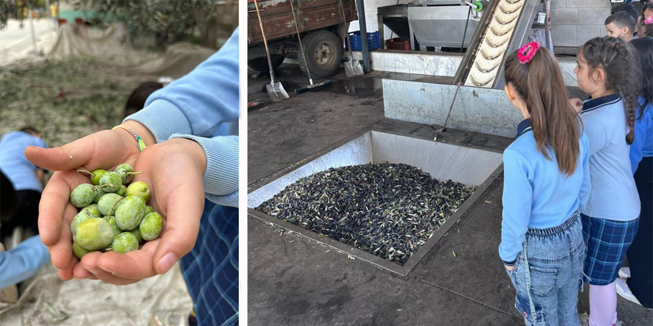 Minikler zeytinin ağaçtan sofraya uzanan serüvenini uygulamalı öğrendi