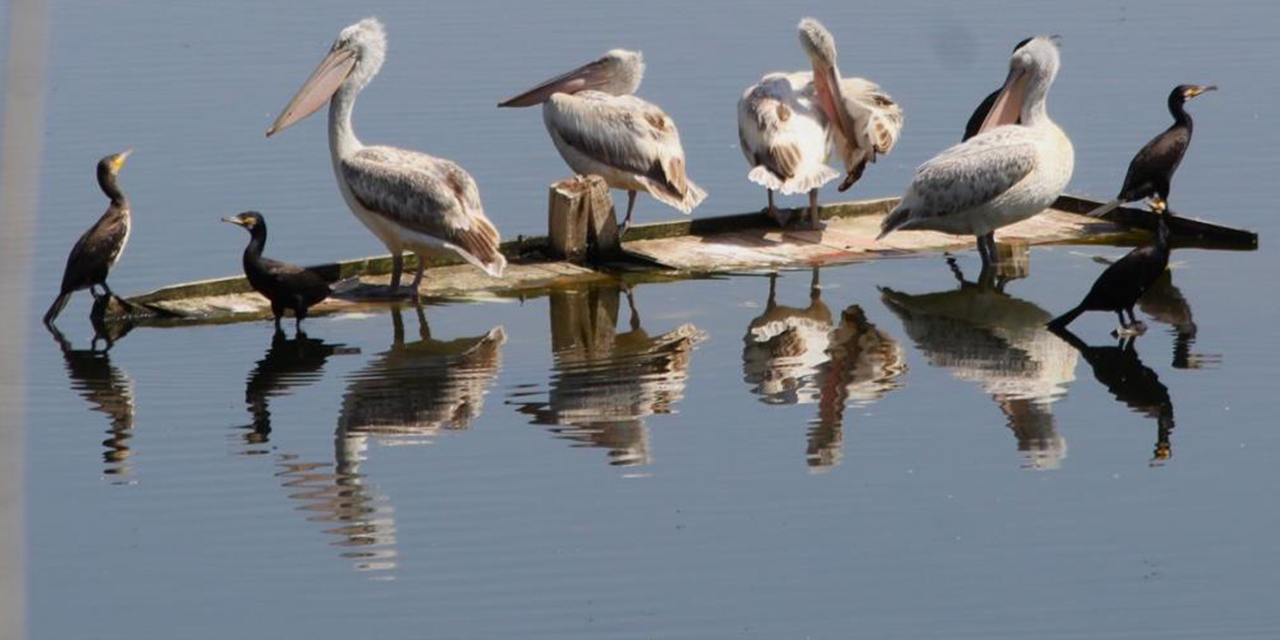 Azap Gölü’nde Tepeli Pelikana balıkçılardan hayat kurtaran müdahale