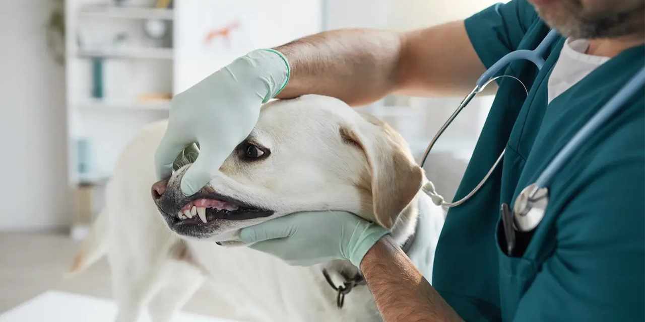 Sakarya Veteriner İle Acil Durumlarda Güvenilir 7/24 Sağlık Hizmeti