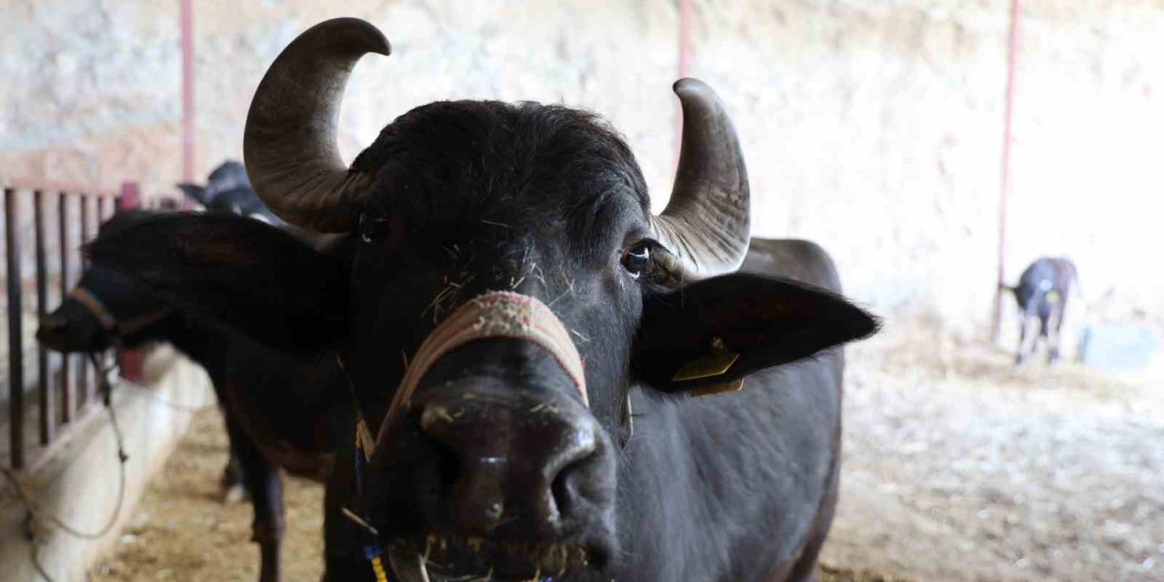 Mandadan gelen altın lezzet