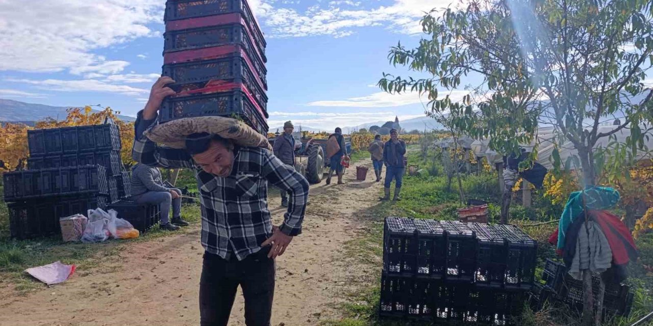 Sarıgöl’de üzüm kesimi aralık ayında da sürüyor