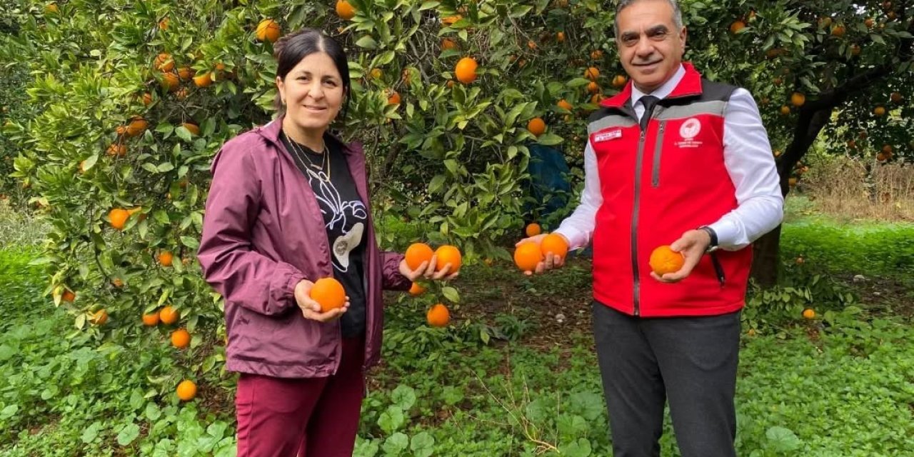 Kuyucak’ta portakal hasadı yapıldı, üreticilere belgeleri teslim edildi