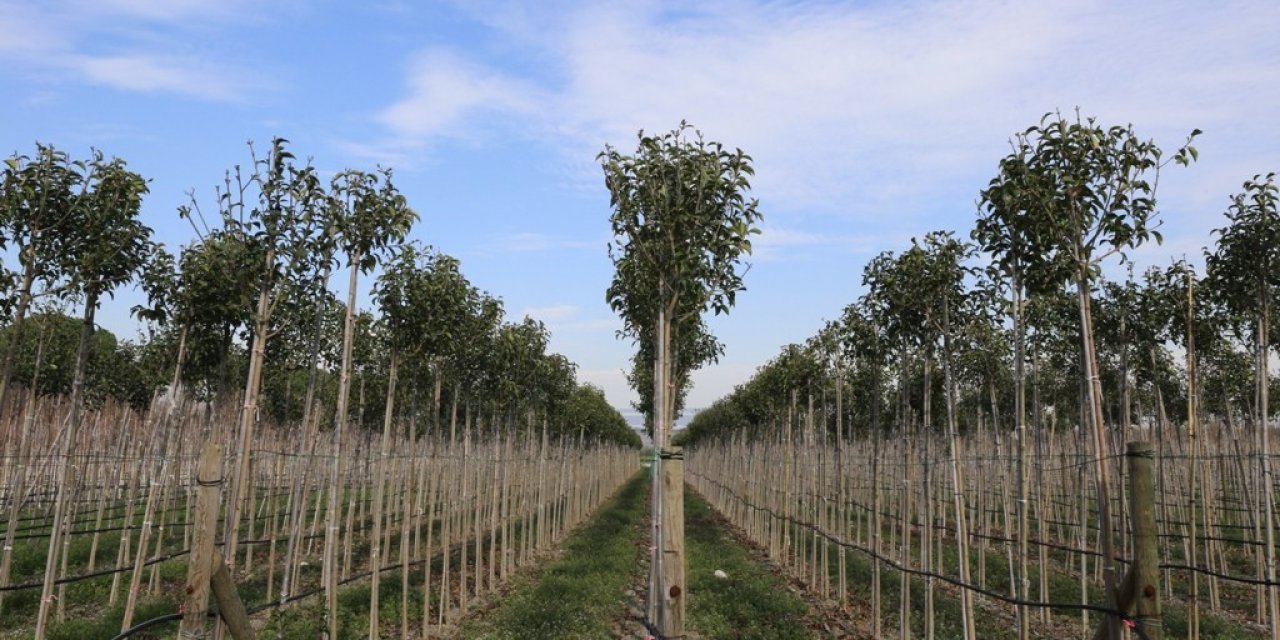 Muradiye Fidanlığı geleceğe nefes olmaya devam ediyor