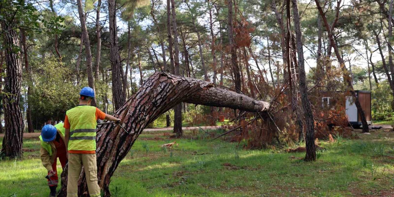 Kuruyan, risk oluşturan ve devrilen ağaçlar tespit ediliyor