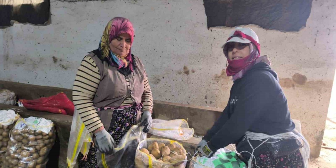 Hasadı biten patateste depolama süreci başladı