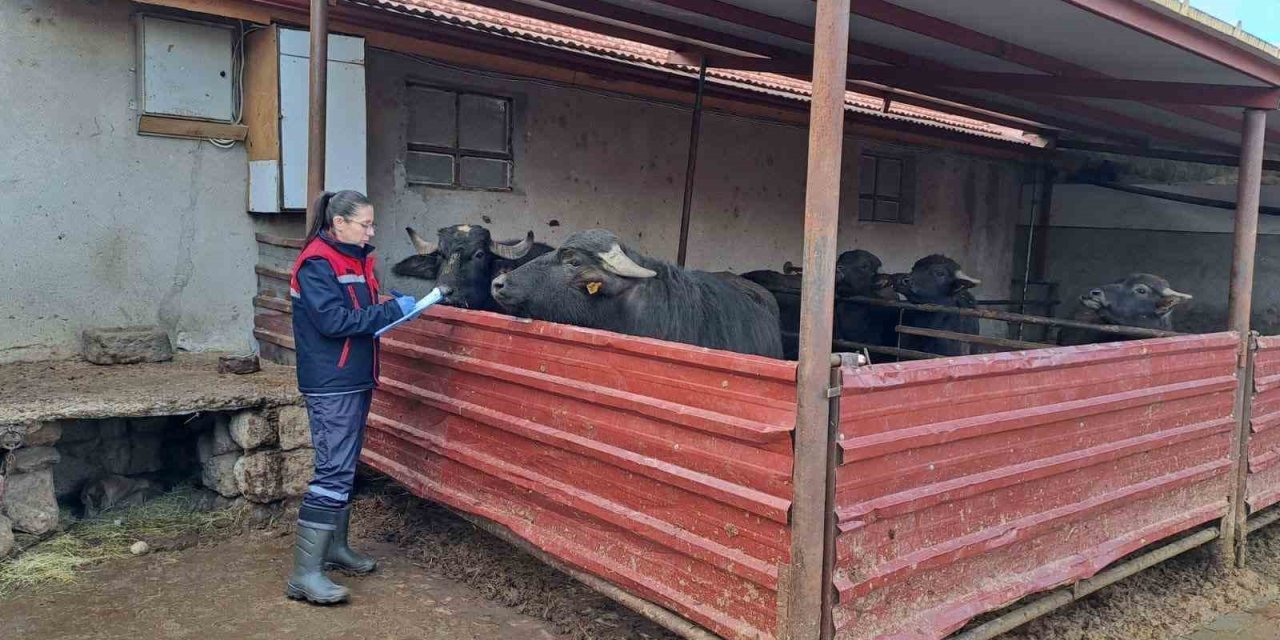 ’Halk Elinde Anadolu Mandasının Islahı Projesi’ devam ediyor