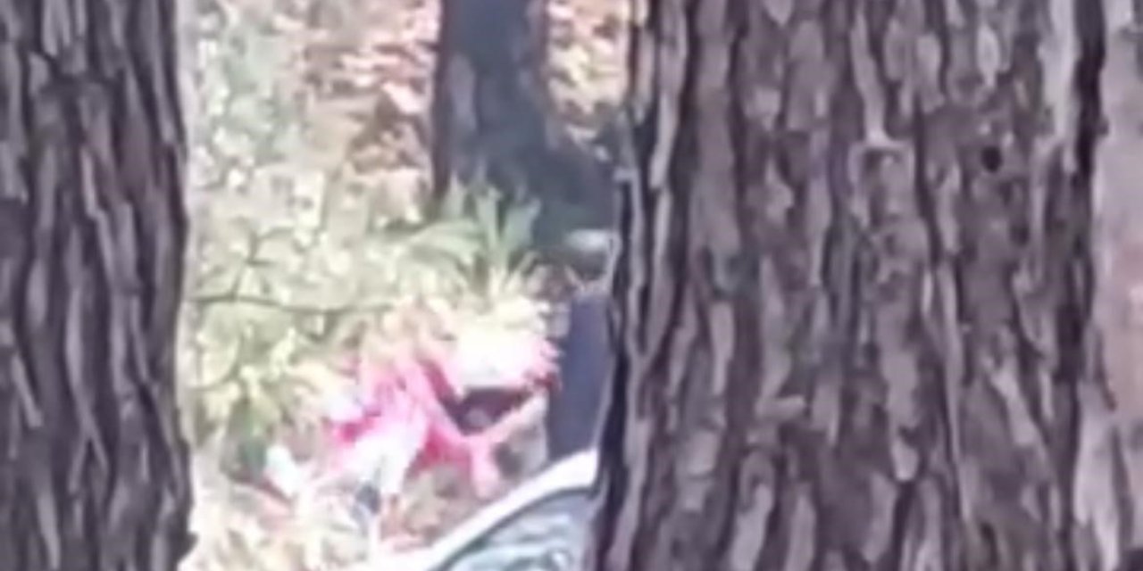 İzmir’de bir kadın ormanlık alanda darbedildi