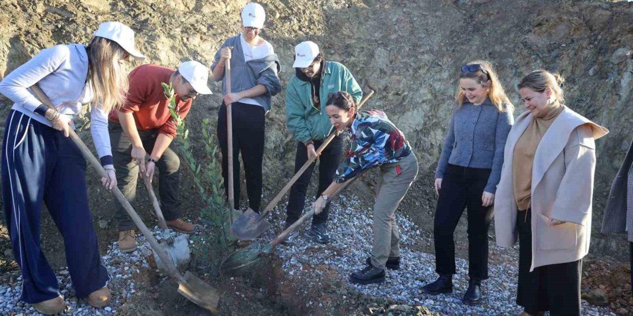 Defne fidanları toprakla buluştu