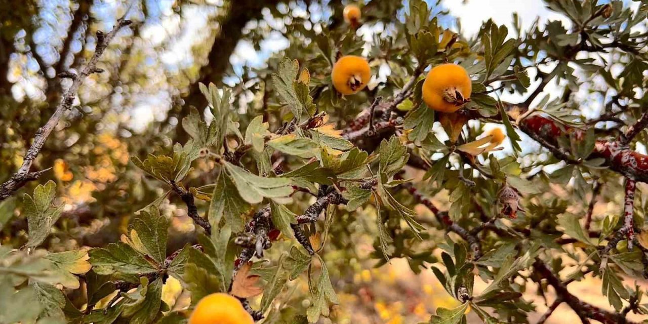 Alıç meyvesine vatandaşlar ilgi gösteriyor