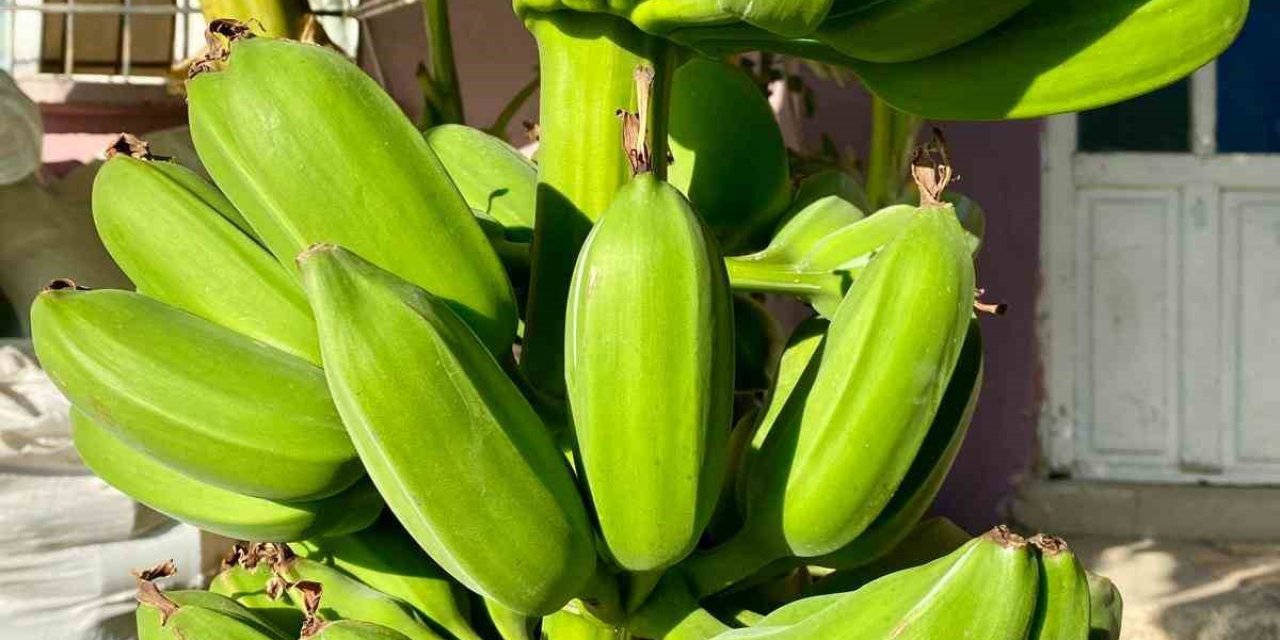 İnat etti, 70 rakımda muz hasadı yaptı