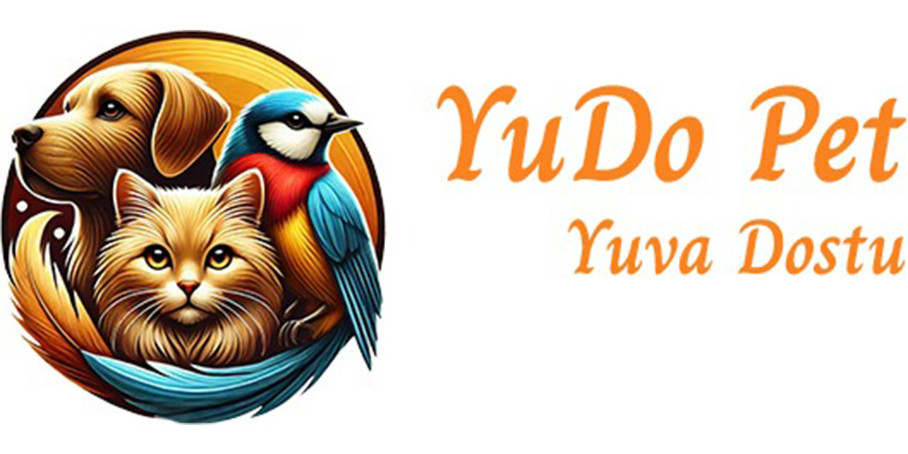 Kedi Sahiplendirme: Sevgiyle Yeni Bir Hayat Başlatın