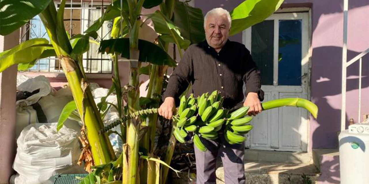 700 rakımda muz hasadı yaptı