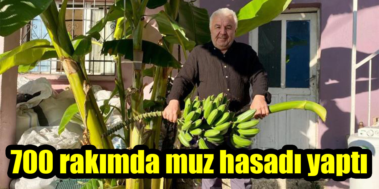 700 rakımda muz hasadı yaptı