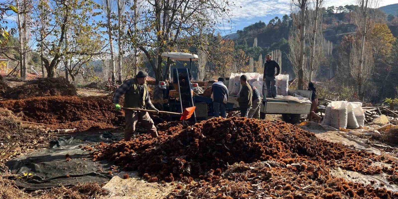Dikenlerinden kurtulan kestanelerin sofralara yolculuğu başladı