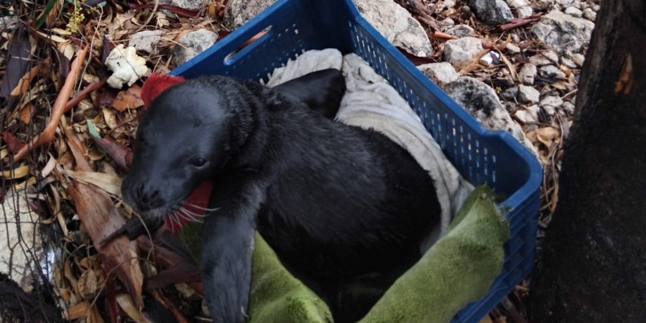 Yavru foka balıkçı şefkati: "Seni iyileştireceğiz evlat"