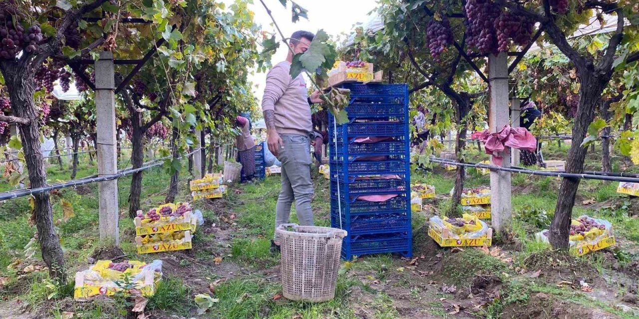 Sarıgöl’de üzüm hasadı devam ediyor