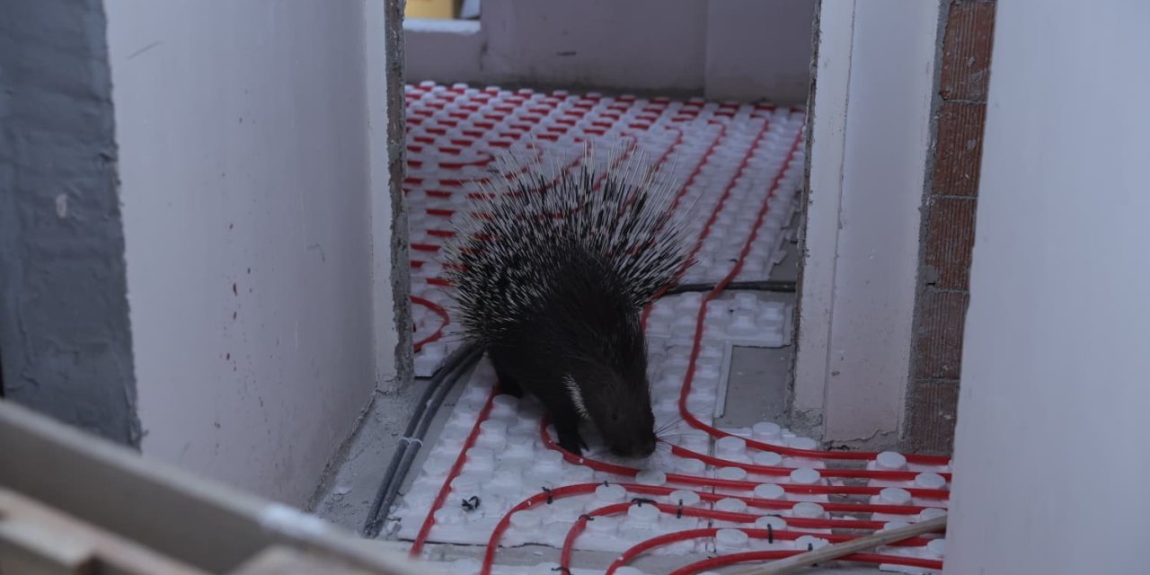 İncirliova’da ekiplerin dikkati nesli tehlikedeki oklu kirpiyi kurtardı
