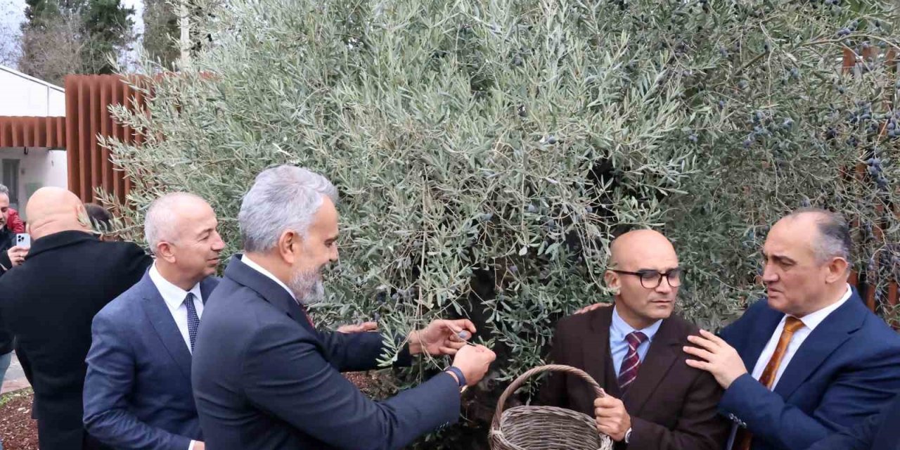 Stratonikeia’da ilk ‘Zeytin Hasat Festivali’ düzenlendi