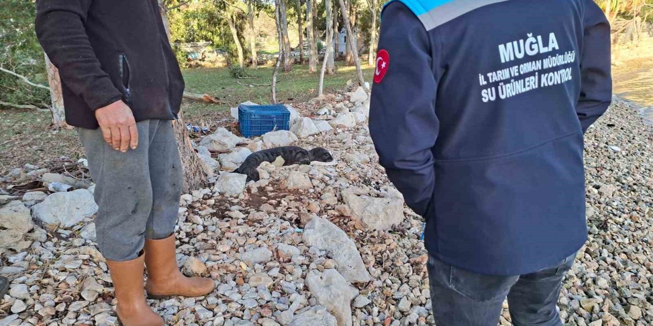 Balıkçıların kurtardığı yavru Akdeniz Foku yetkililere teslim edildi