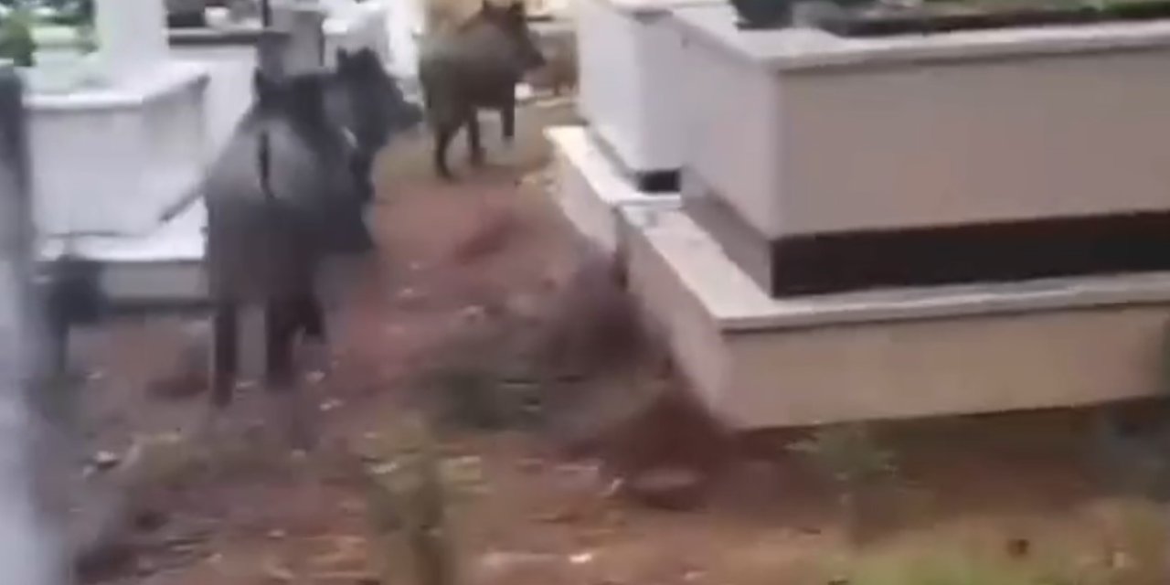 Marmaris’te domuz istilası sürüyor: "Yeni adres mezarlıklar"