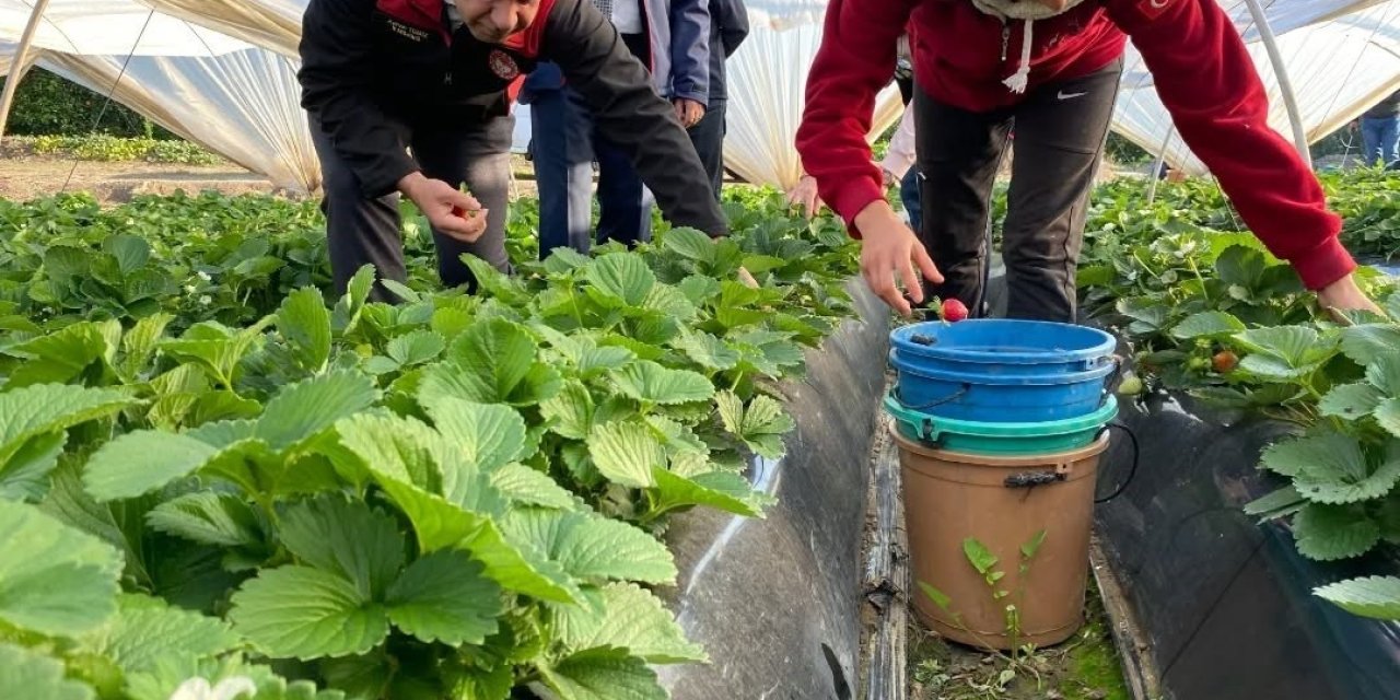Coğrafi işaretli ’Sultanhisar Çileği’nde hasat sevinci