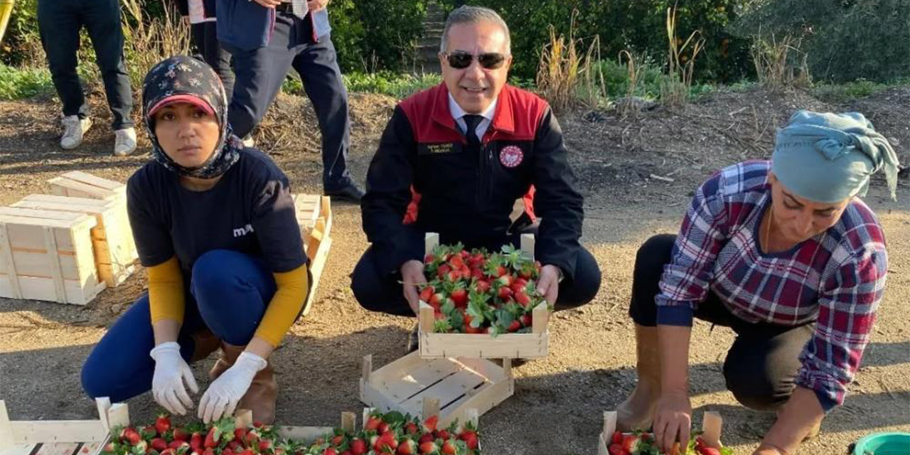 Coğrafi işaretli ’Sultanhisar Çileği’nde hasat sevinci