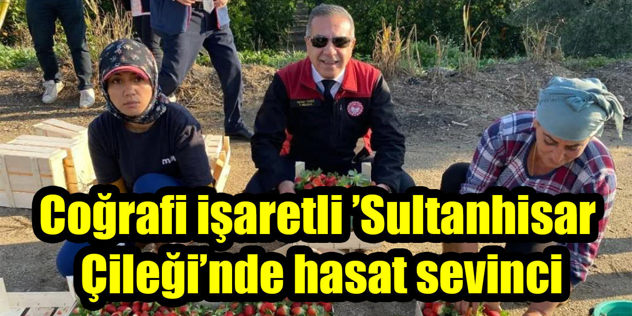 Coğrafi işaretli ’Sultanhisar Çileği’nde hasat sevinci