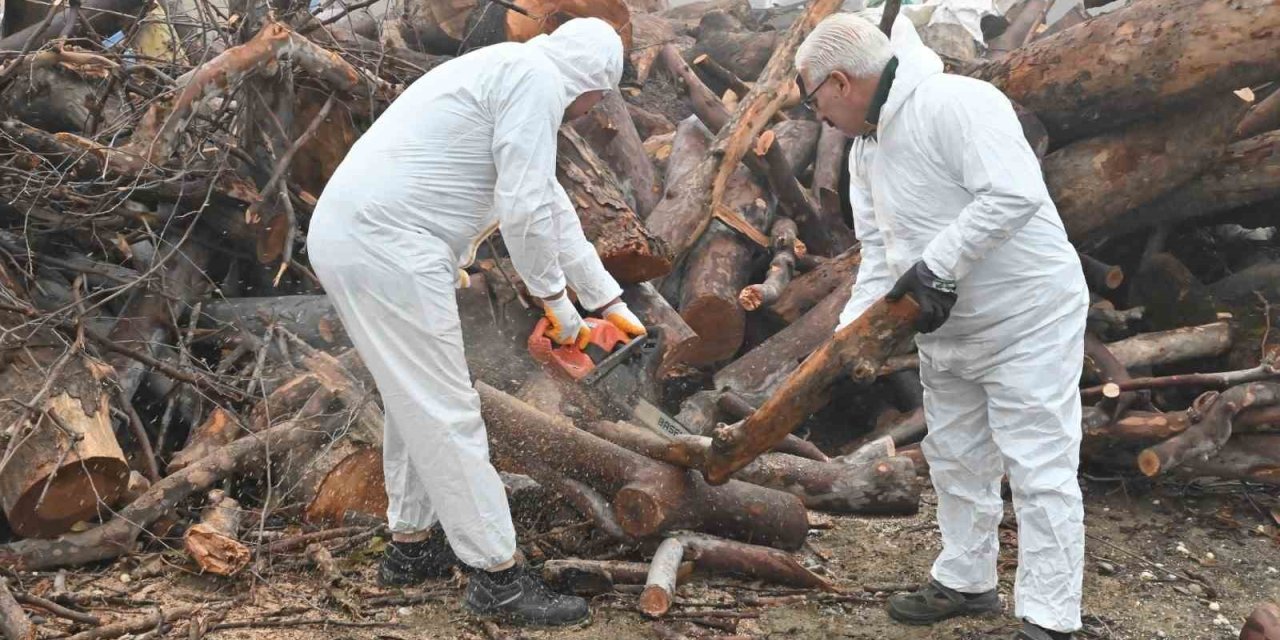 Budanan ağaç dalları ihtiyaç sahiplerini ısıtıyor