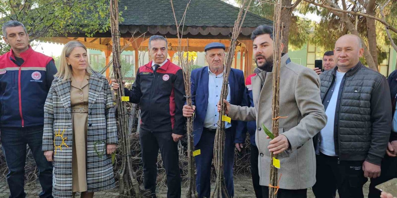 Aydın dağları sağlıklı kestane ağaçlarıyla donatılıyor