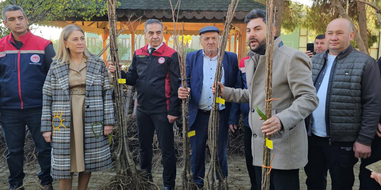 Aydın dağları sağlıklı kestane ağaçlarıyla donatılıyor