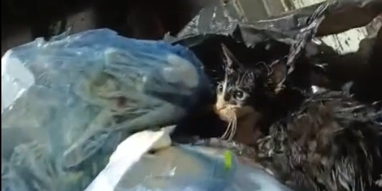 Kediyi poşete koyup çöpe attılar