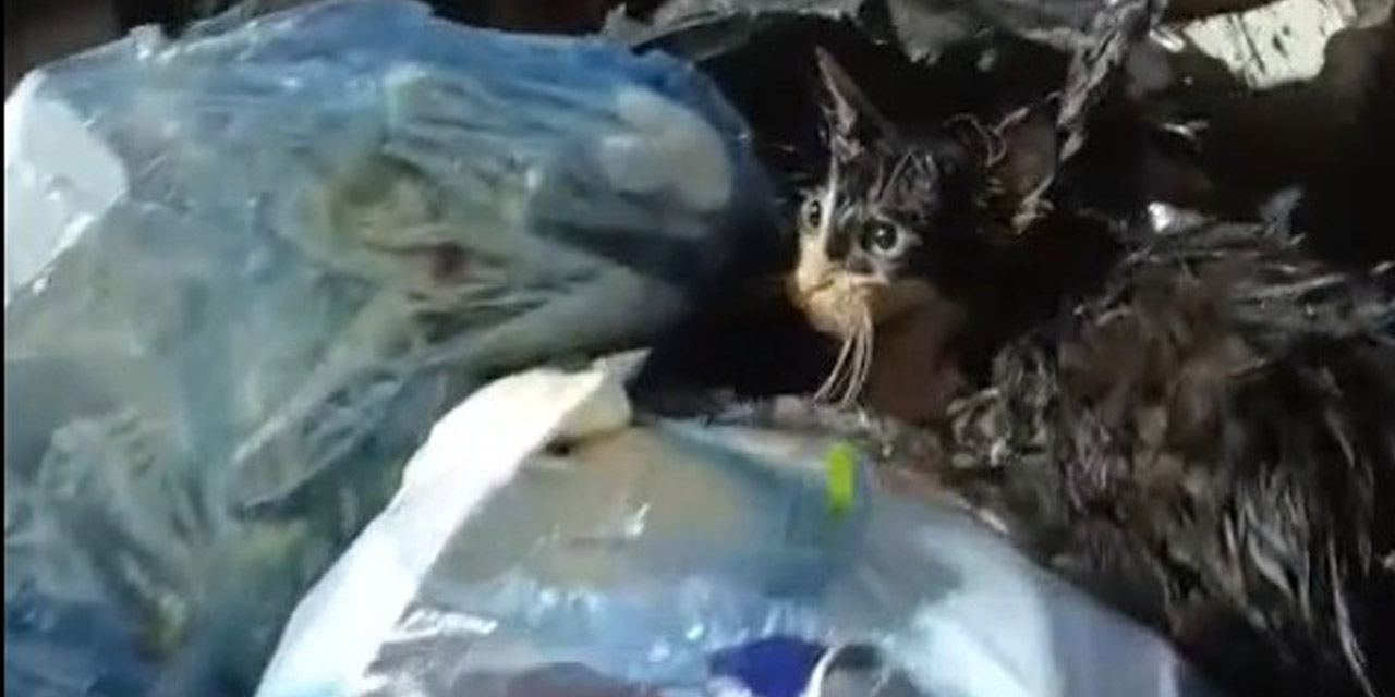 Kediyi poşete koyup çöpe attılar
