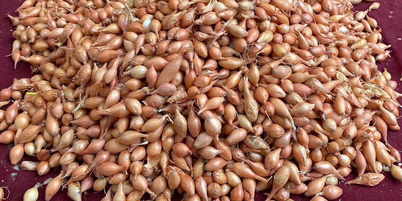 Soğan üreticilerine ‘Dikim zamanı’ uyarısı