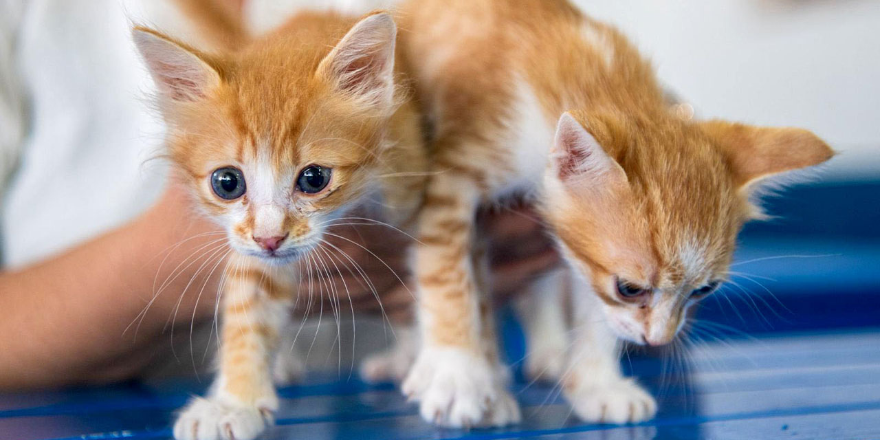 Kuşadası Belediyesi Veteriner İşleri Müdürlüğü’nden ‘mikroçip’ uyarısı