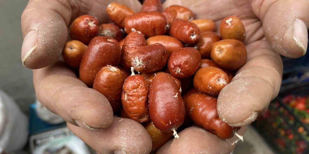 Alaşehir’de iğde ağaçlarının sayısı her geçen gün azalıyor