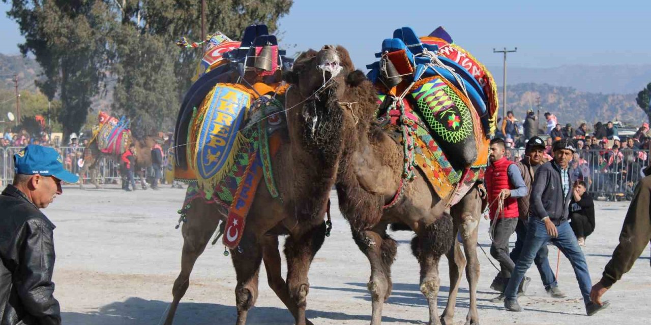 Deve güreşlerinin geleceğini aşılama oranı belirleyecek