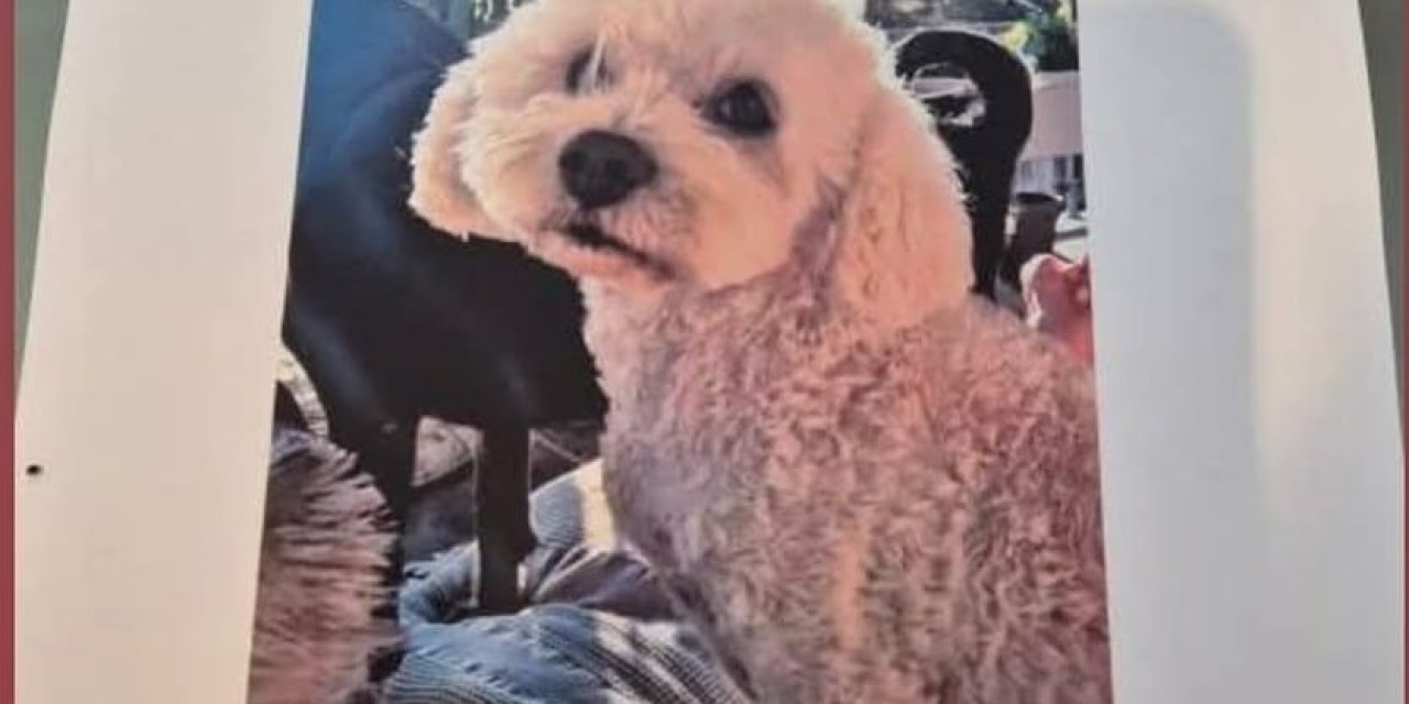 Köpeğini bulana 10 bin lira ödül verecek