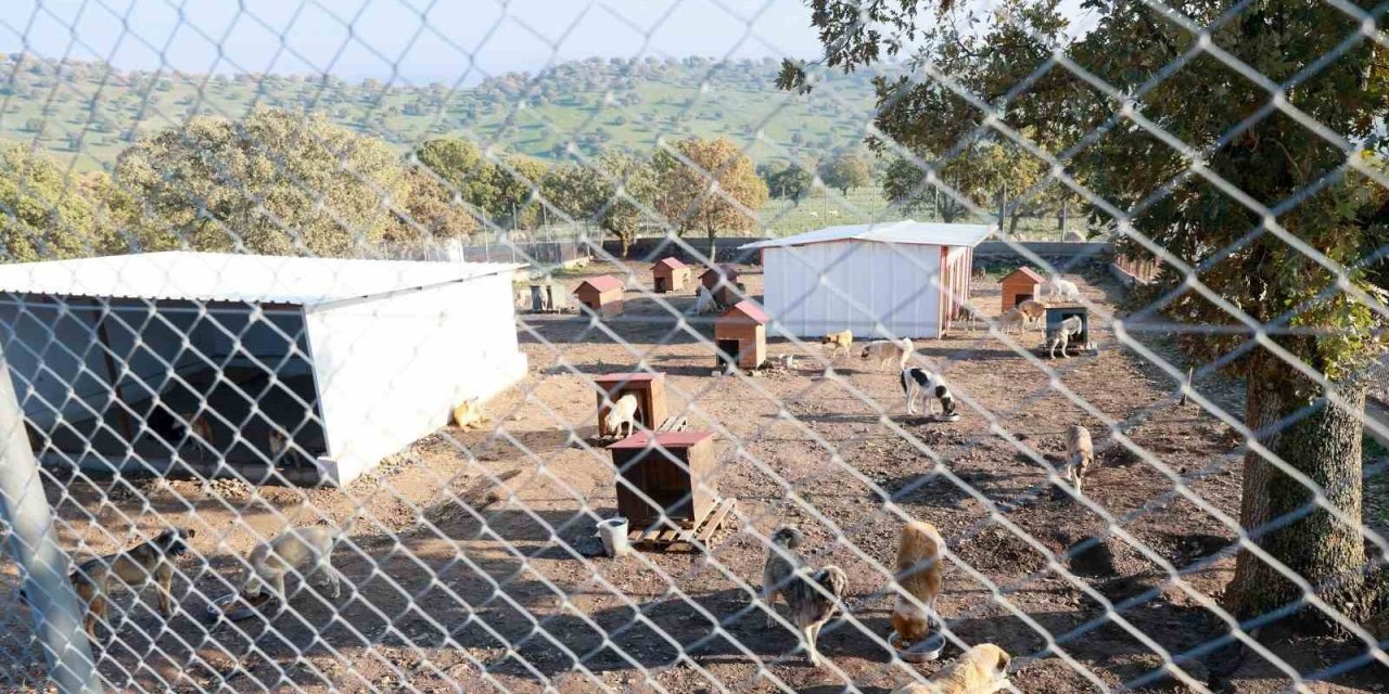 Sahiplendiği iki köpeği sokağa atan şahsa 172 bin TL ceza