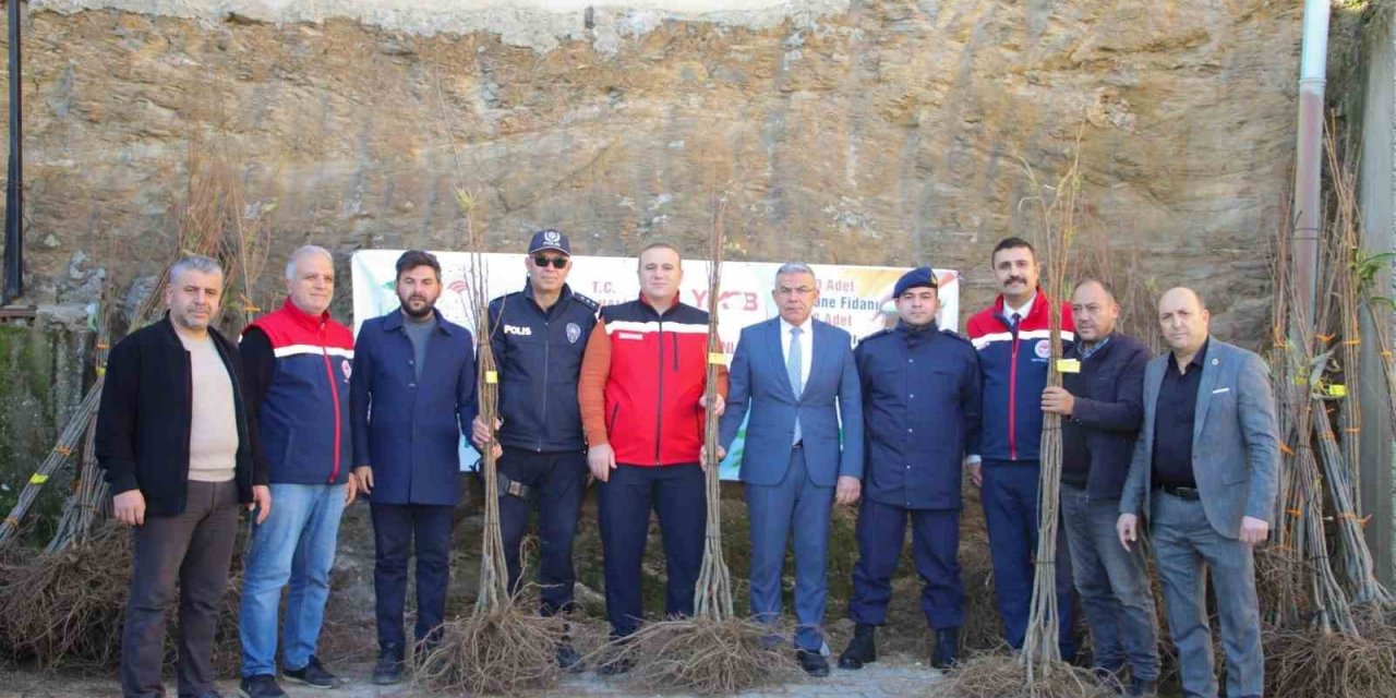 Köşklü üreticilere kestane fidanı dağıtıldı