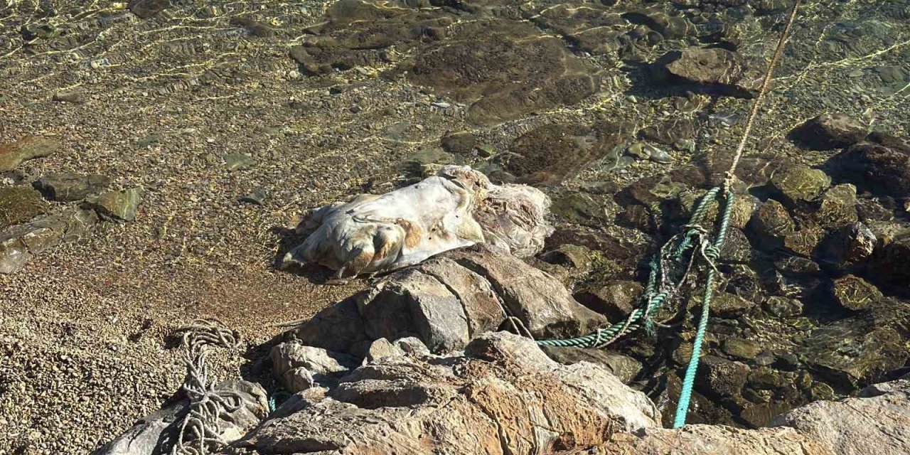 Bodrum sahiline vuran caretta caretta vinçle kaldırıldı