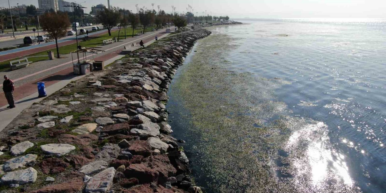 İzmir sahilinde ’yeşil’ istila