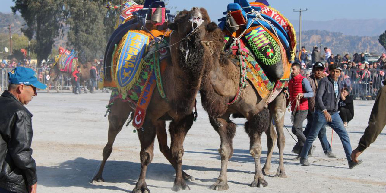 Deve güreşlerinin geleceğini aşılama oranı belirleyecek