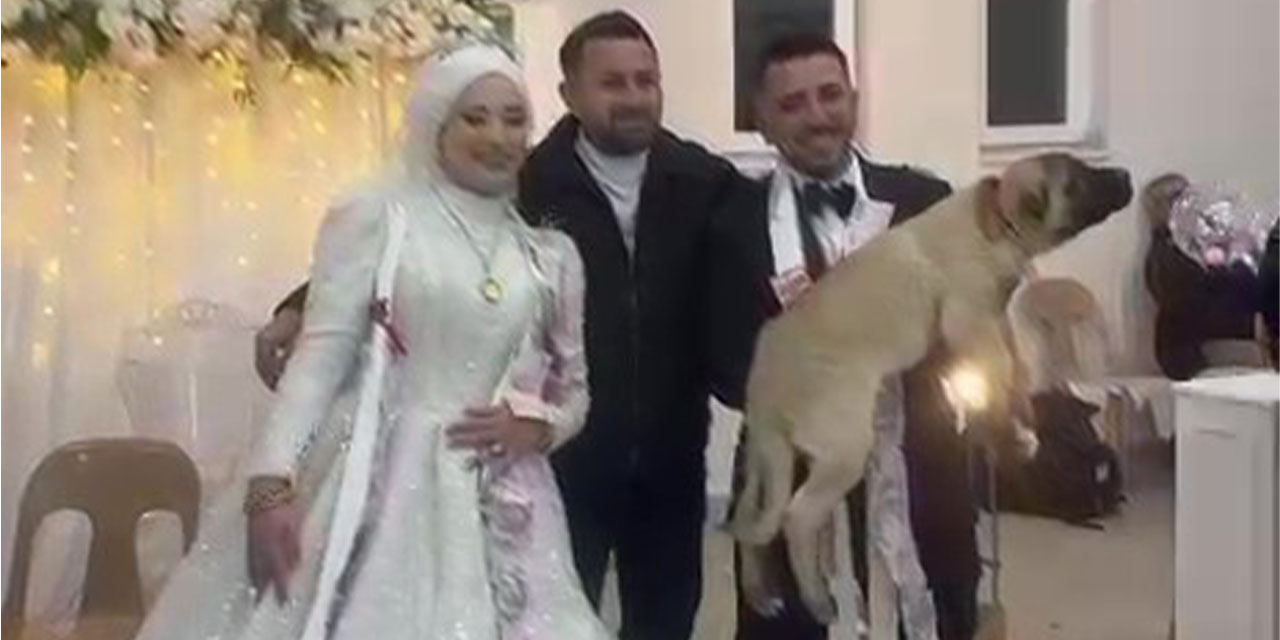 Düğün takısı olarak 100 bin TL’lik çoban köpeği hediye edildi