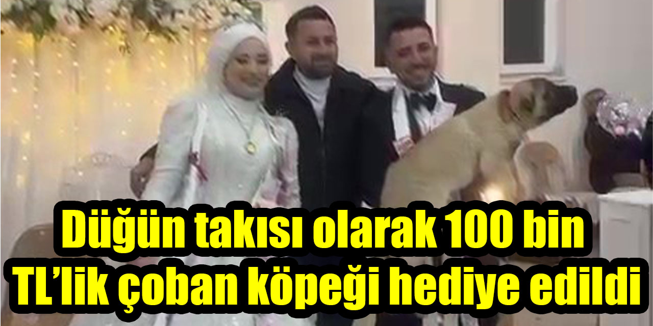 Düğün takısı olarak 100 bin TL’lik çoban köpeği hediye edildi