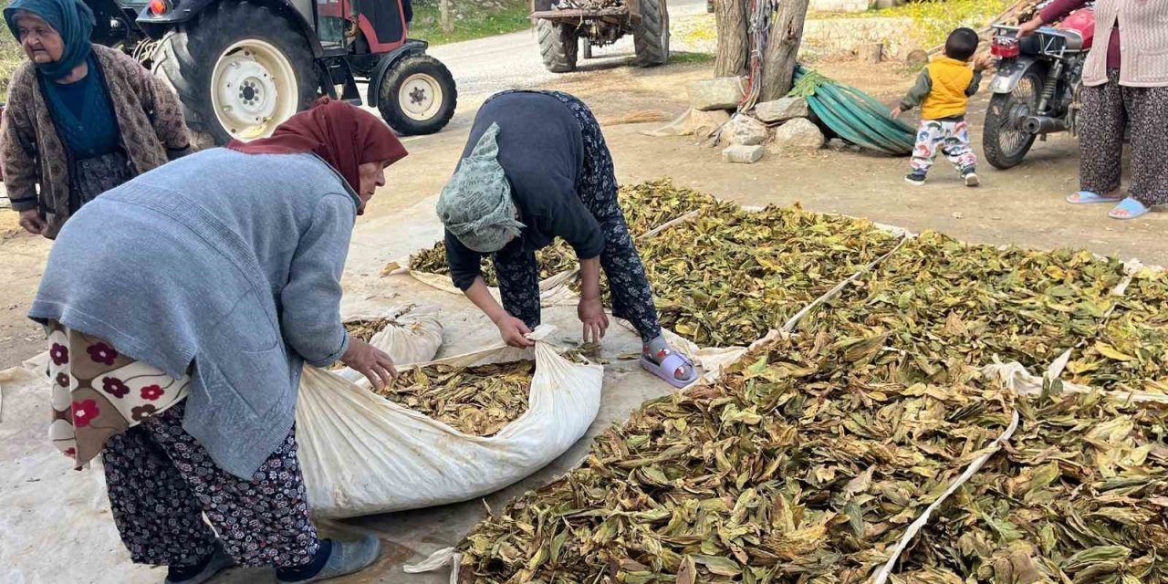 Hasadı tamalanan tütünler satış için hazırlanıyor