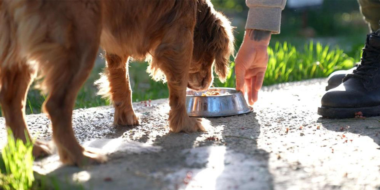 Didim'de hem doğaya hem can dostlara örnek proje
