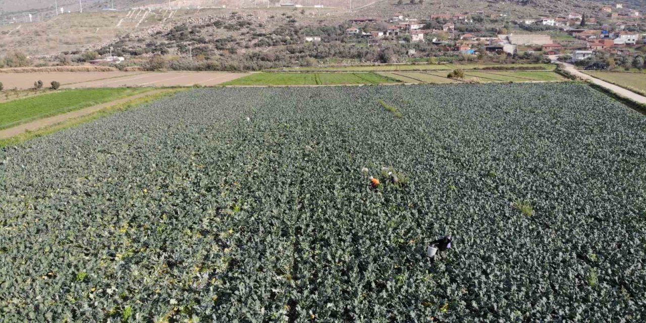İzmir’in verimli tarım arazilerinde ’yeşil altın’ hasadı